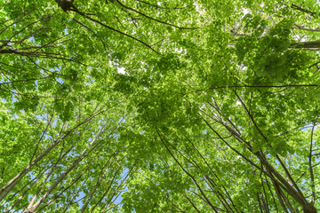 Green Forest Trees Against Sky In Spring