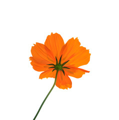 yellow flower on white background