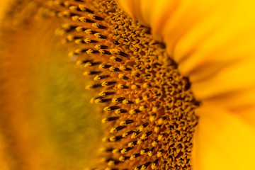 Close up sunflower details in natural light