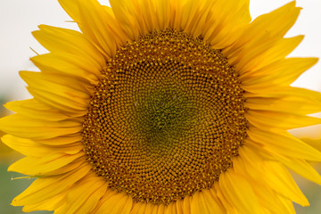 Close up sunflower details in natural light