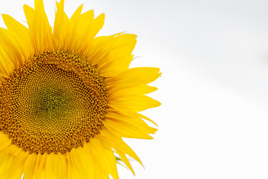 Close up sunflower details in natural light