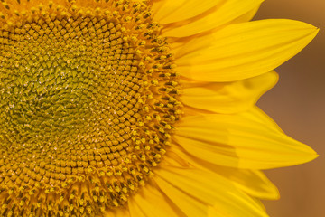 Close up sunflower details in natural light