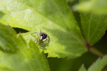 Паук (самка)