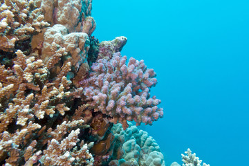 Naklejka na ściany i meble coral reef with pink pocillopora coral in tropical sea, underwater
