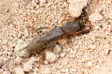 Mole Cricket on the ground