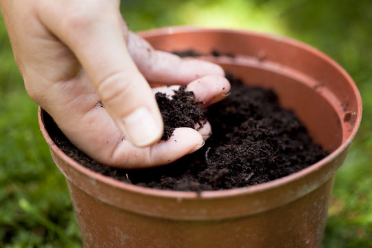 planting little try in a flower pot, new life concept