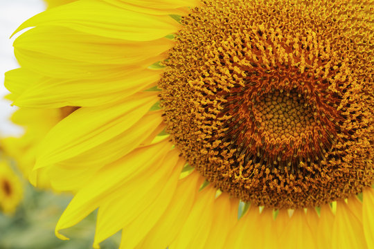 Beautiful Sunflower pollen close up in field
