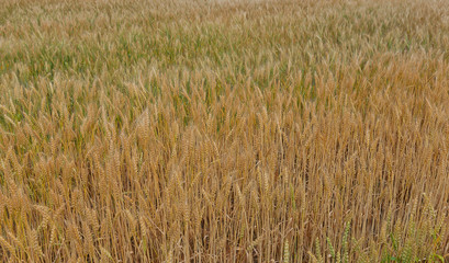 Ripe rice ears on the paddy background