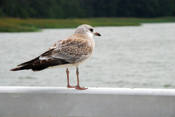 Beautiful bird looking to the sea