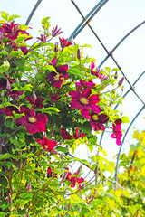 Цветущий клематис (Clematis) на арочной конструкции в вертикальном озеленении