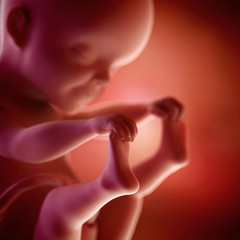 medical accurate 3d illustration of a fetus week 25