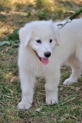 Cucciolo di cane pastore maremmano abruzzese