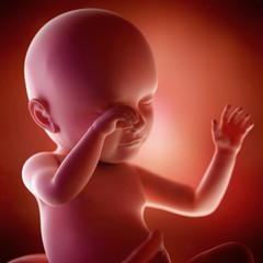 medical accurate 3d illustration of a fetus week 39