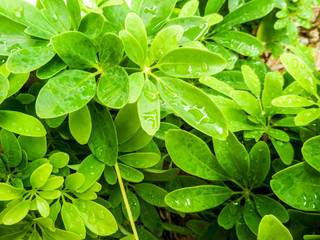 Octopus leaves in the garden at banglamung city