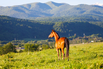 beautiful bay horse lit with the sun to stand a summer meadow against mountains