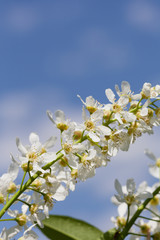 Blossoming bird cherry against the blue sky