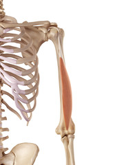 medical accurate illustration of the triceps long head