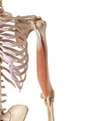 medical accurate illustration of the triceps short head