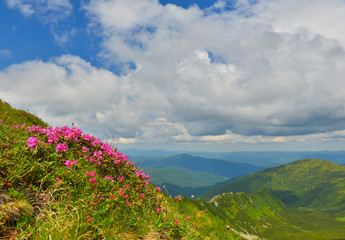 Mountain flowers