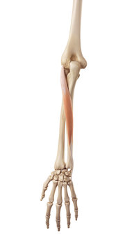 medical accurate illustration of the extensor carpi ulnaris
