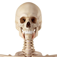 medical accurate illustration of the depressor anguli oris