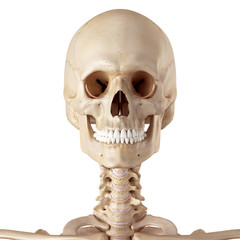 medical accurate illustration of the inferior oblique