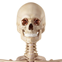 medical accurate illustration of the lateral rectus