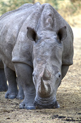 Fototapeta premium Namibia,white rhinoceros (ceratotherium simum) in Omaruru reserve