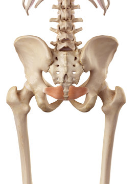 medical accurate illustration of the iliococcygeus