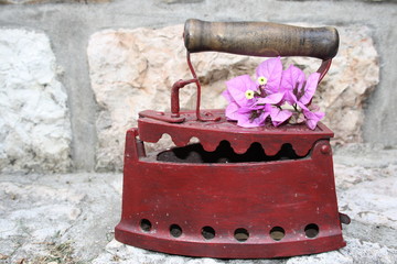 Old charcoal iron with Bouganvillea