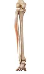 medical accurate illustration of the peroneus longus