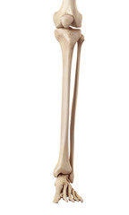 medical accurate illustration of the lower leg bones - obrazy, fototapety, plakaty