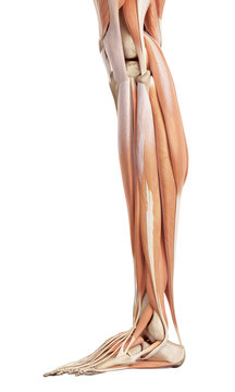 medical accurate illustration of the lower leg muscles