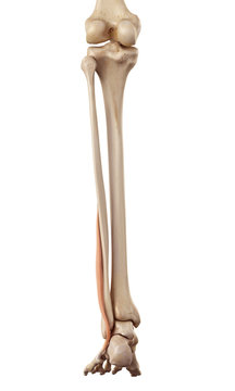 medical accurate illustration of the peroneus brevis