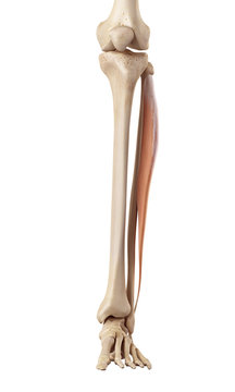 medical accurate illustration of the peroneus longus