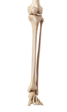 medical accurate illustration of the lower leg bones