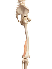 medical accurate illustration of the biceps femoris short