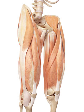 medical accurate illustration of the upper leg muscles