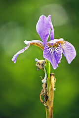 Last iris on meadow