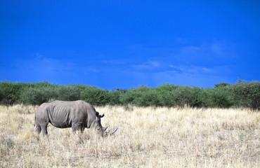 Namibia, white rhinoceros ( ceratotherium simum) inMount Etjo reserve