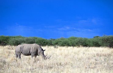 Naklejka premium Namibia, white rhinoceros ( ceratotherium simum) inMount Etjo reserve