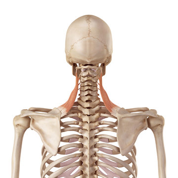 medical accurate illustration of the levator scapularis