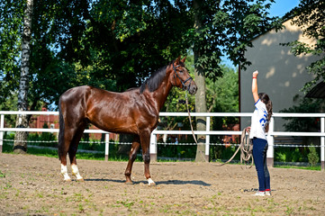 Tribal young stallion at the racetrack