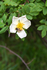 Obraz premium Bee on white flower Bush