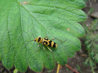 beetle