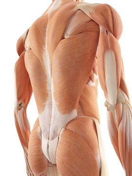 medical accurate illustration of the back muscles