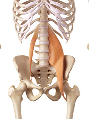 medical accurate illustration of the psoas muscles