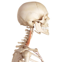 medical accurate illustration of the scalene middle