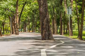 Tree in middle of the road