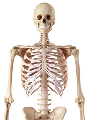 medical accurate illustration of the serratus anterior